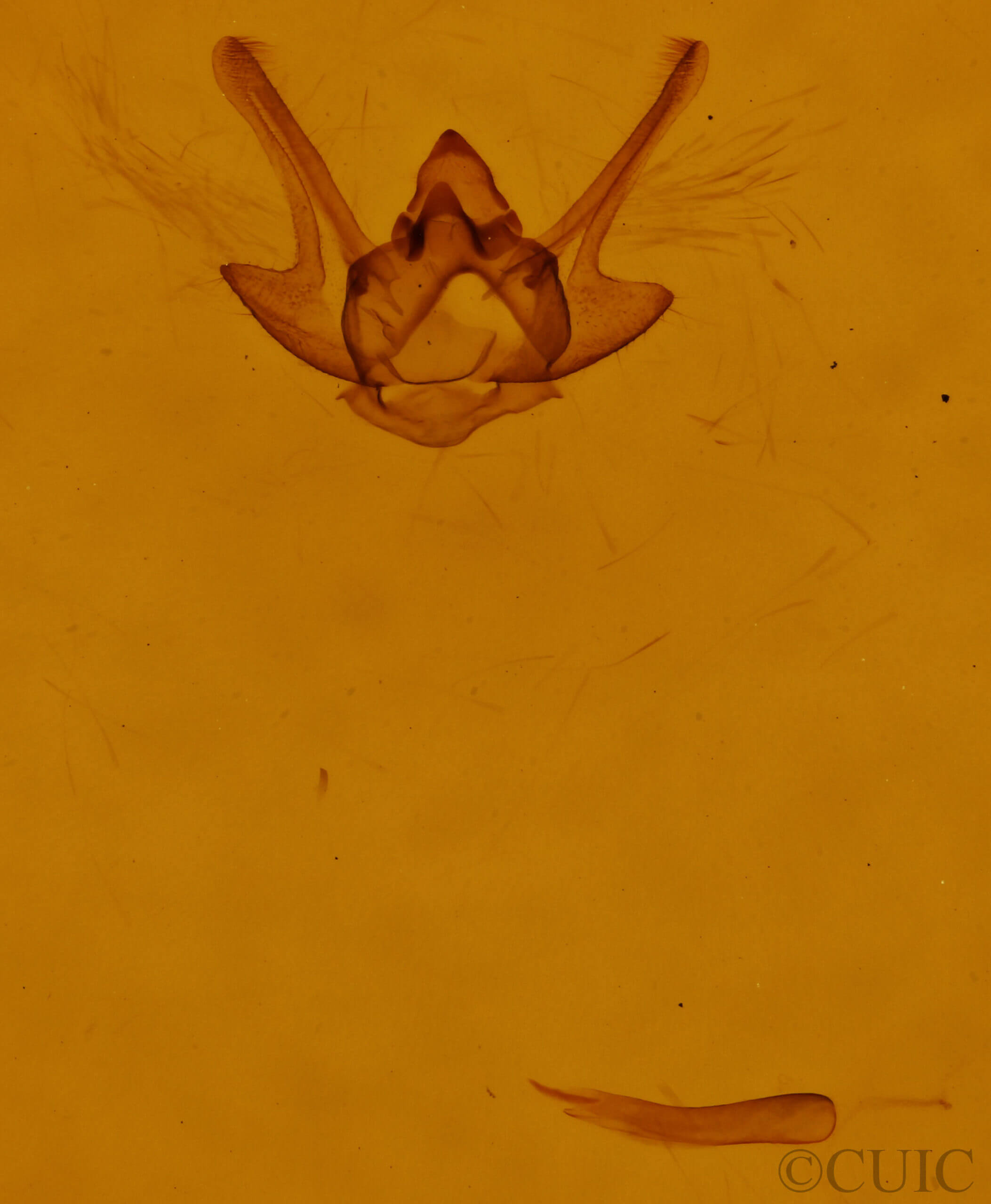 genitalia view of adult Eumacaria madopata