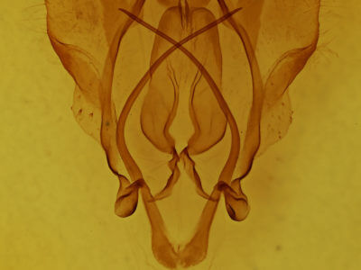 genitalia view of adult Euphaneta divisa