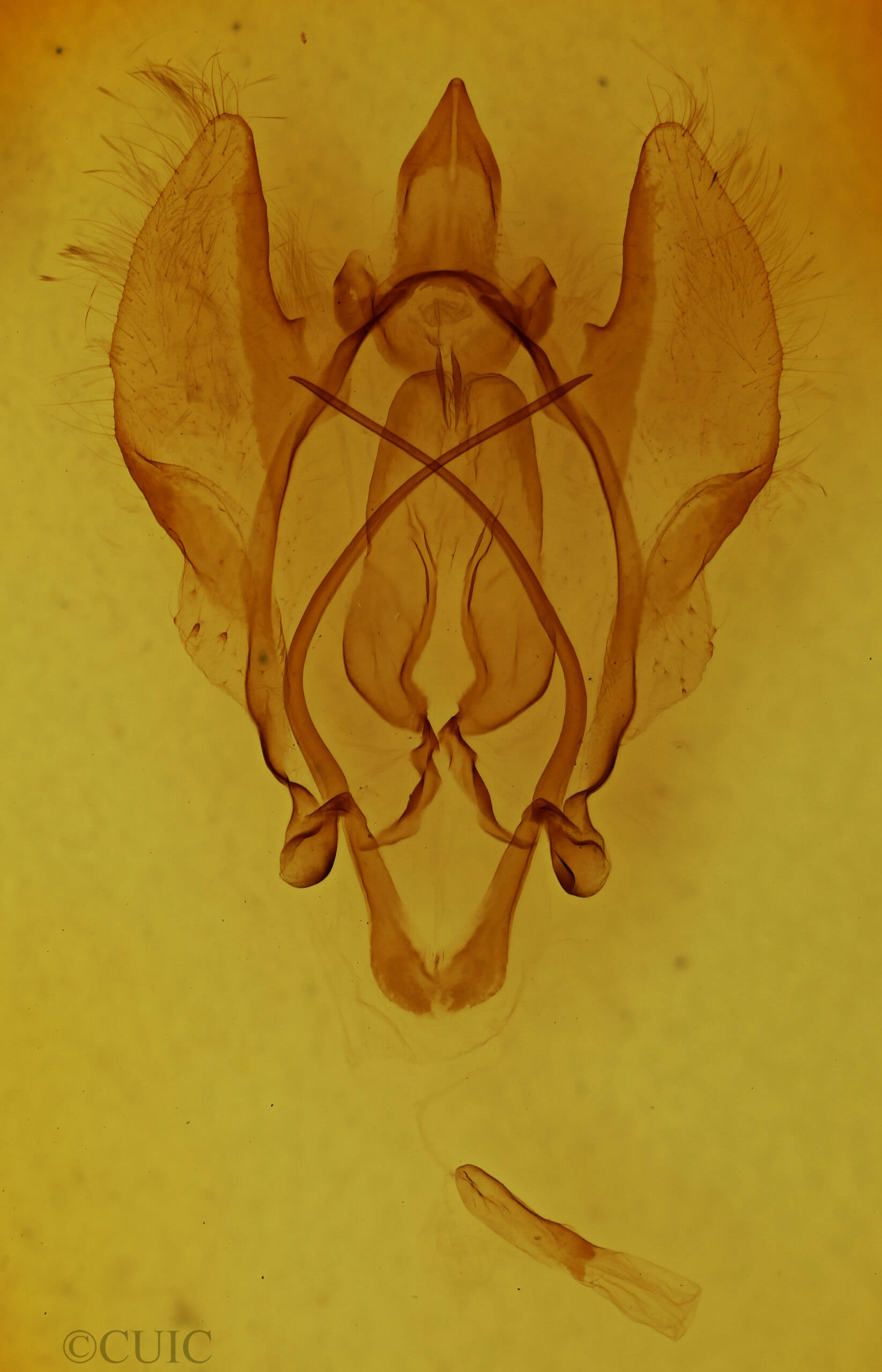 genitalia view of adult Euphaneta divisa