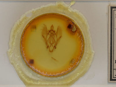 slide view of adult Euphaneta divisa