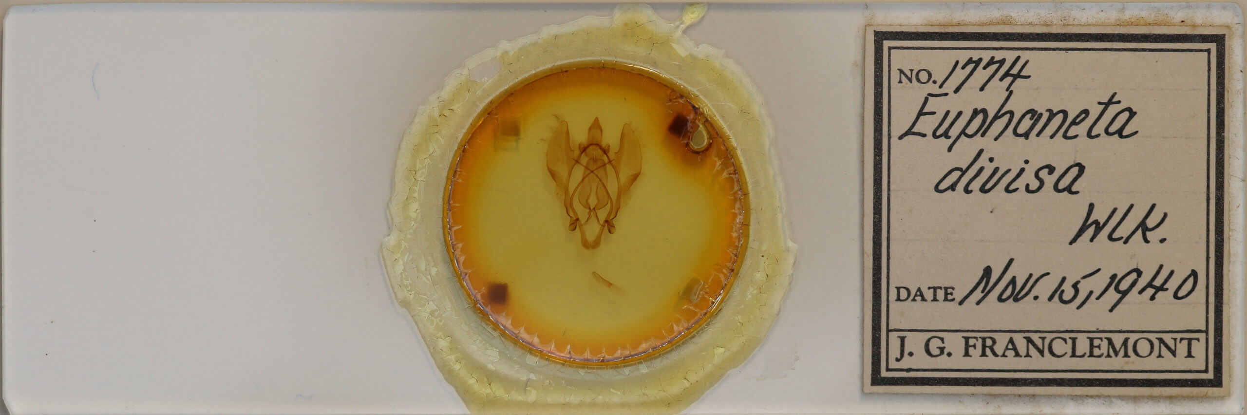 slide view of adult Euphaneta divisa