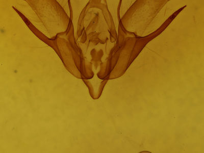 genitalia view of adult Euxoa