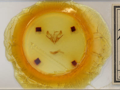 slide view of adult Euxoa