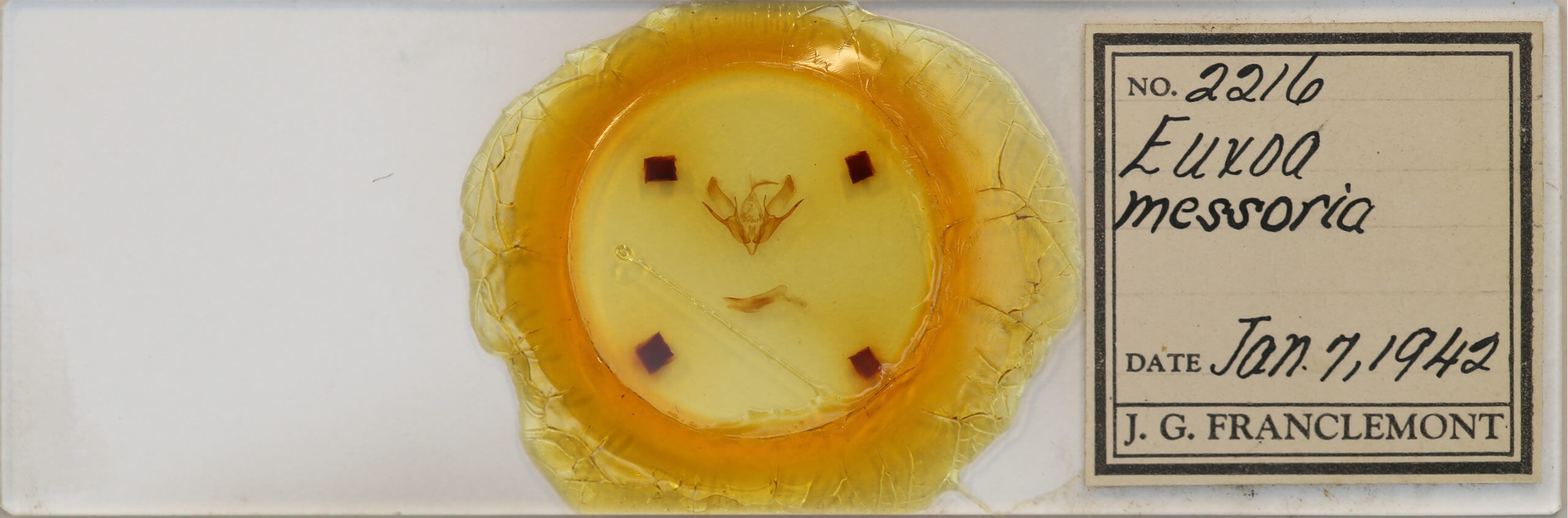 slide view of adult Euxoa