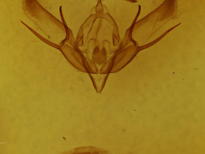 genitalia view of adult Euxoa redimicula