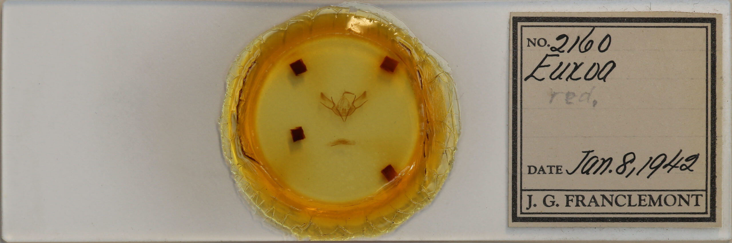 slide view of adult Euxoa redimicula