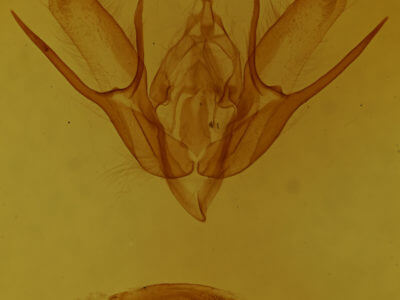 genitalia view of adult Euxoa scholastica