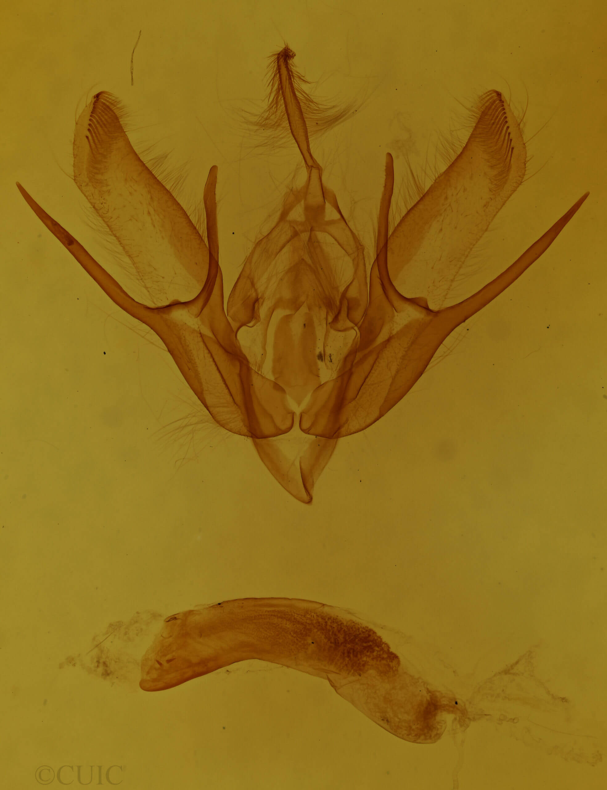 genitalia view of adult Euxoa scholastica