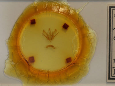 slide view of adult Euxoa scholastica