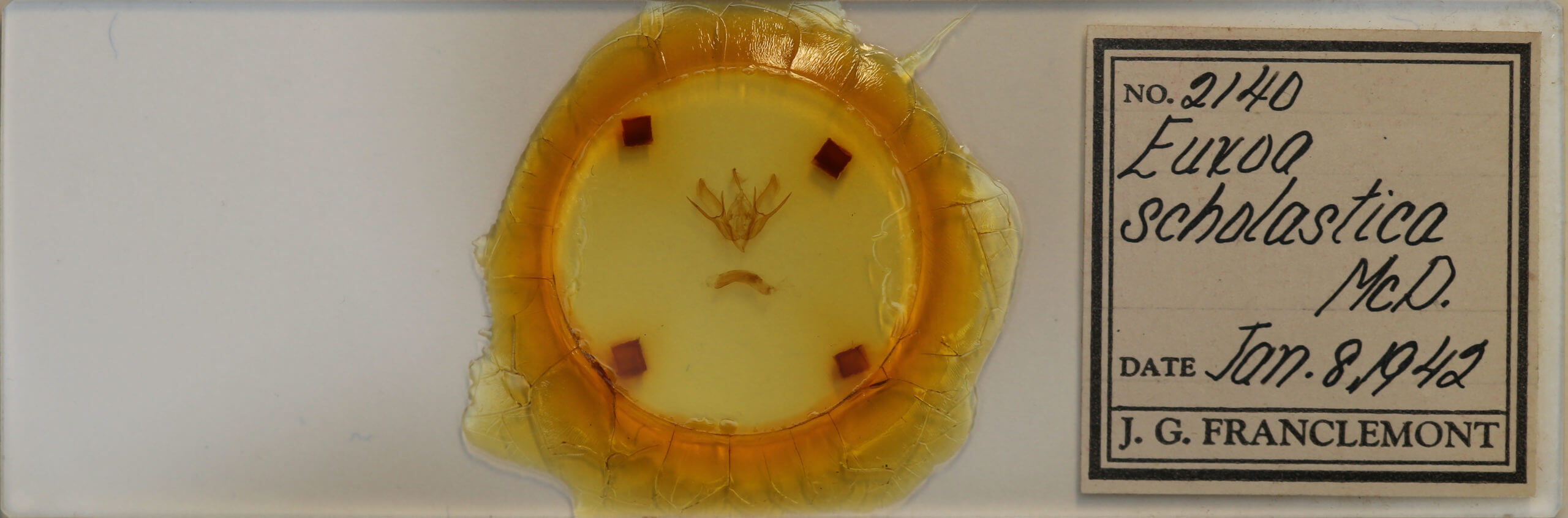 slide view of adult Euxoa scholastica