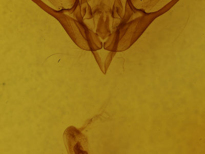 genitalia view of adult Euxoa scholastica