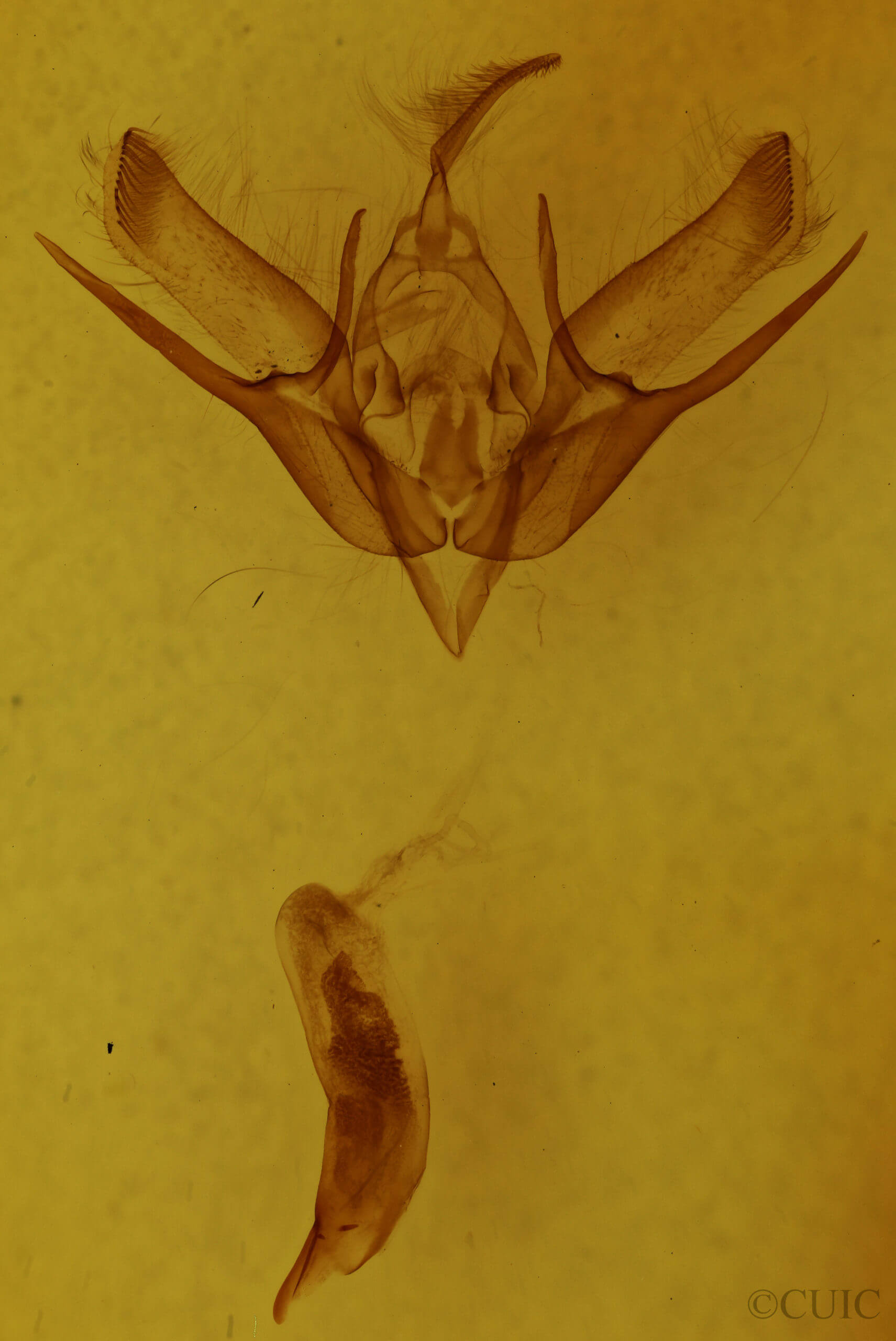 genitalia view of adult Euxoa scholastica