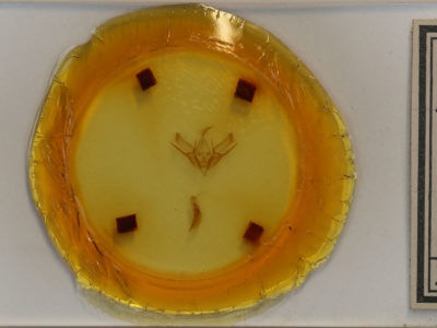 slide view of adult Euxoa scholastica