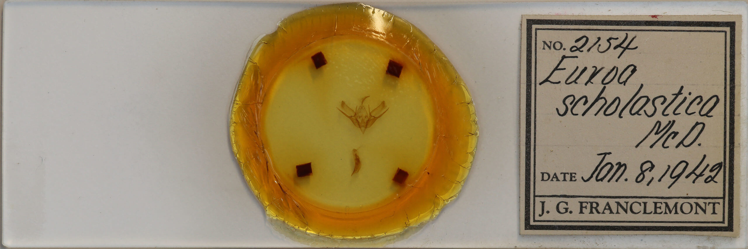 slide view of adult Euxoa scholastica