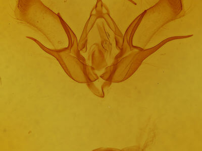 genitalia view of adult Euxoa tessellata