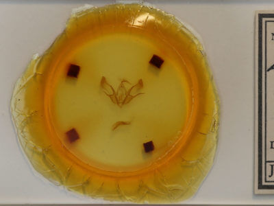 slide view of adult Euxoa tessellata