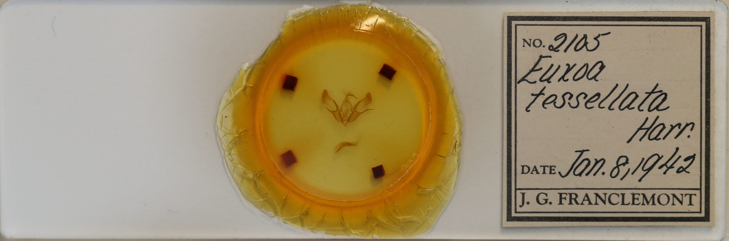 slide view of adult Euxoa tessellata