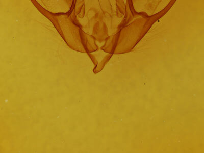 genitalia view of adult Euxoa tessellata