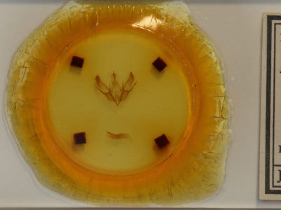 slide view of adult Euxoa tessellata