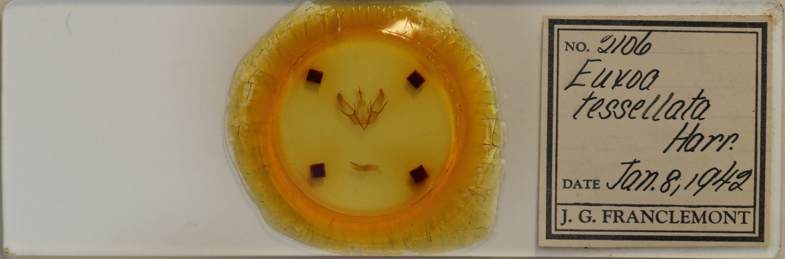 slide view of adult Euxoa tessellata