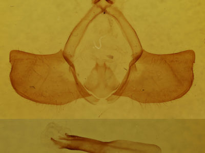 genitalia view of adult Gazalina chrysolopha