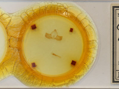 slide view of adult Gazalina chrysolopha