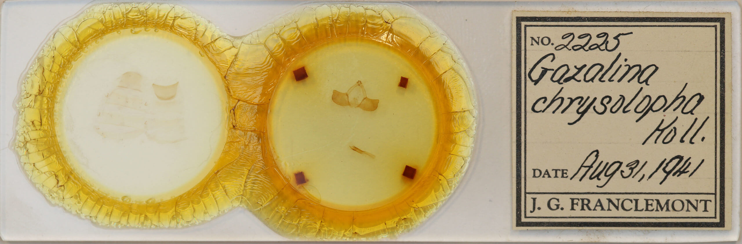 slide view of adult Gazalina chrysolopha