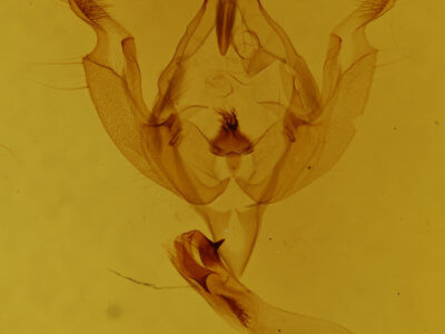 genitalia view of adult Hadena capsularis