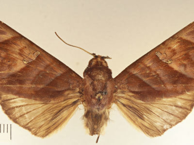 dorsal view of adult Hapigia nodicornis