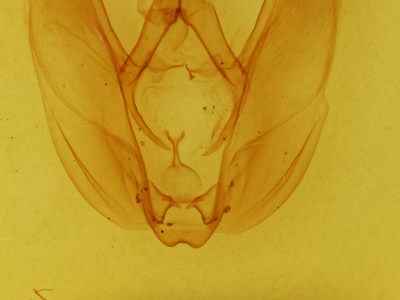 genitalia view of adult Hapigia nodicornis