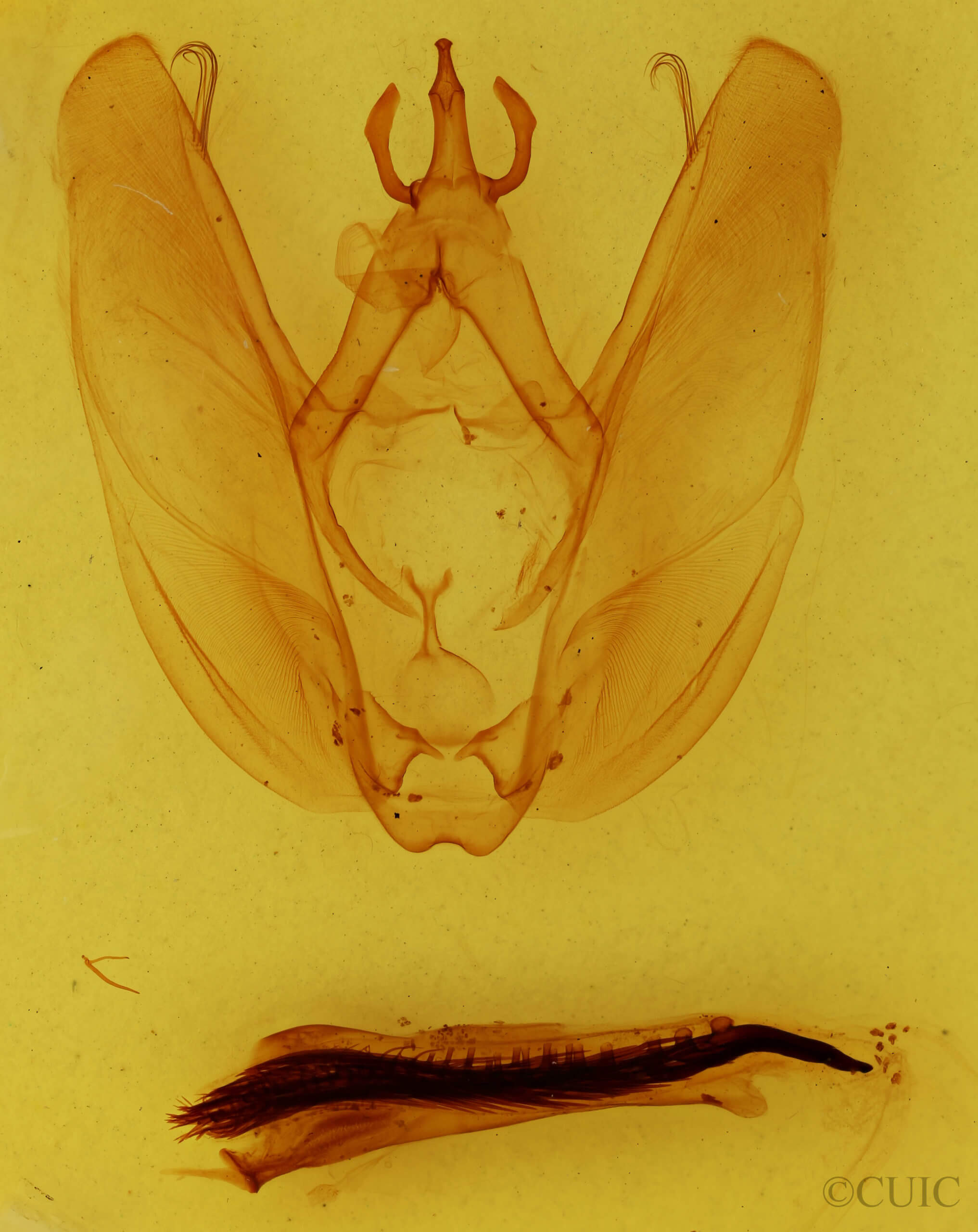 genitalia view of adult Hapigia nodicornis