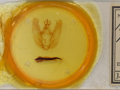 slide view of adult Hapigia nodicornis