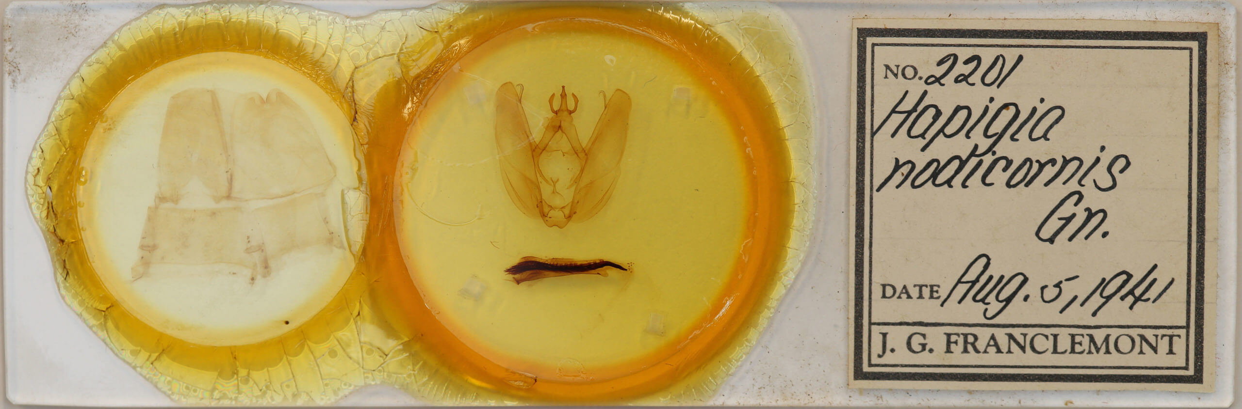 slide view of adult Hapigia nodicornis