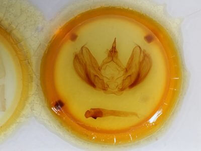 genitalia view of adult Hapigia obliqua