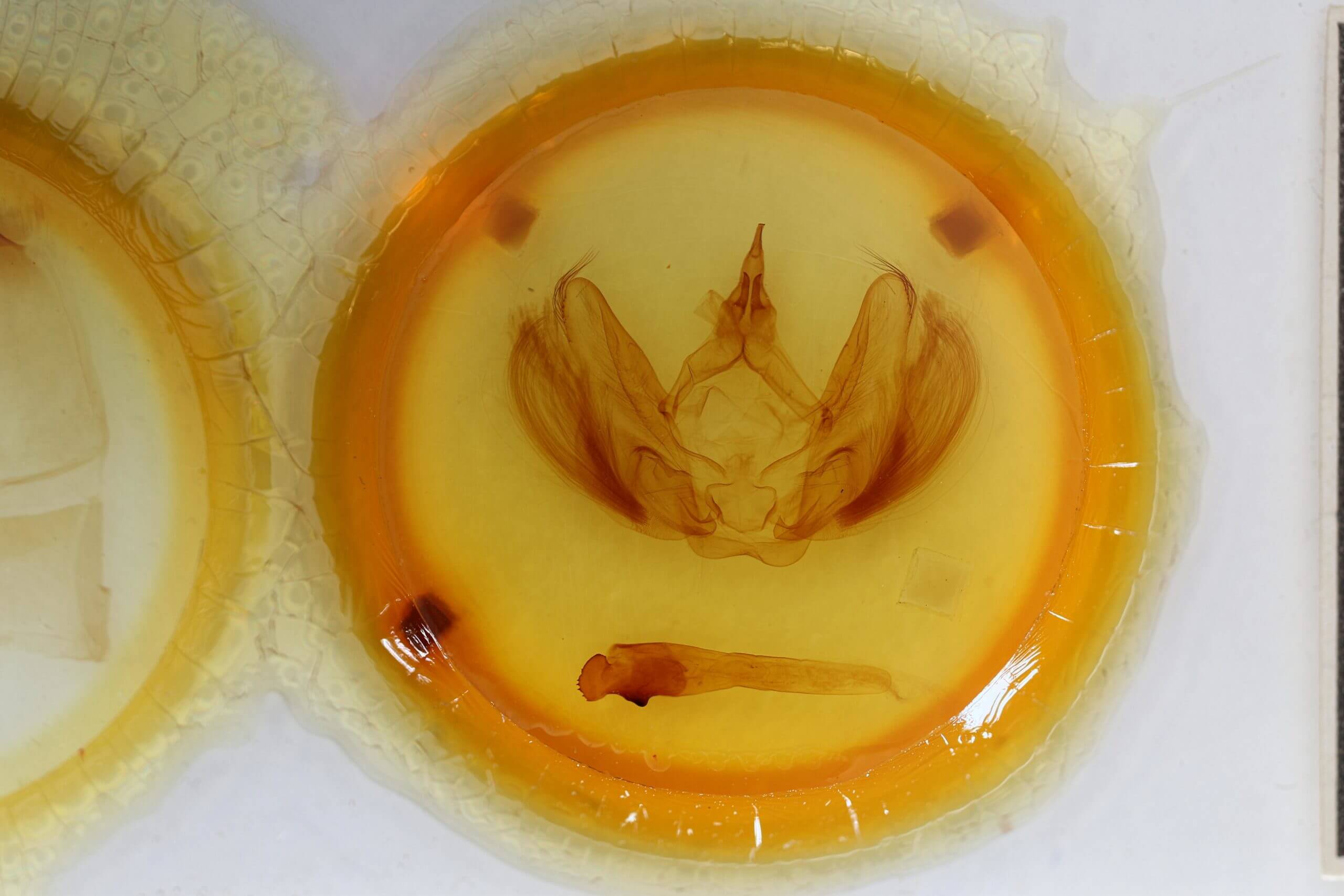 genitalia view of adult Hapigia obliqua