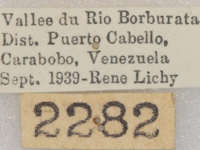 label view of adult Hapigia obliqua