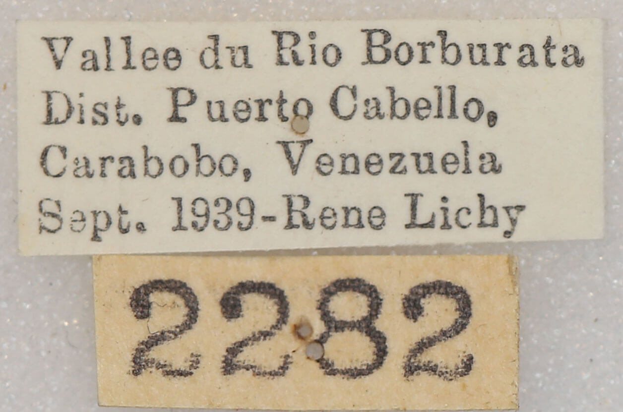 label view of adult Hapigia obliqua