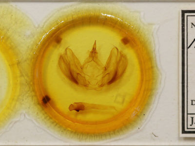 slide view of adult Hapigia obliqua