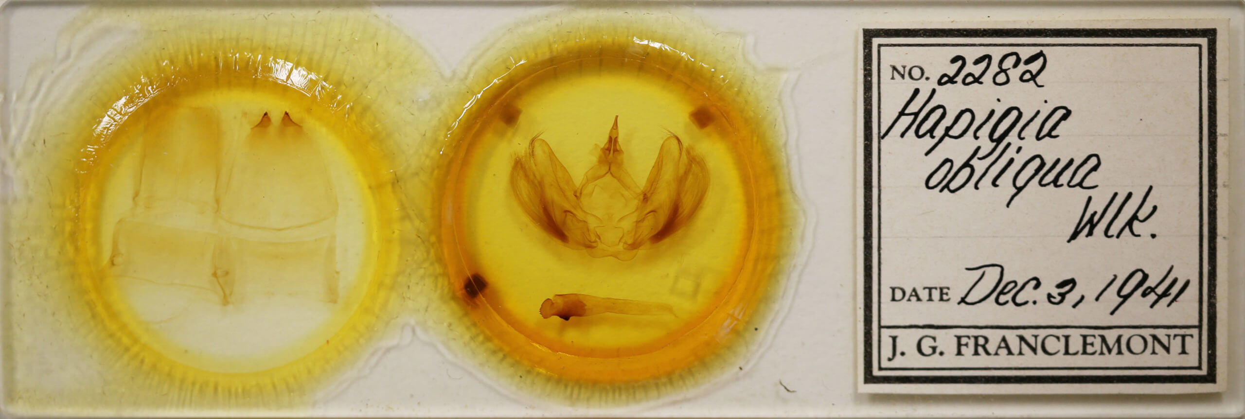 slide view of adult Hapigia obliqua