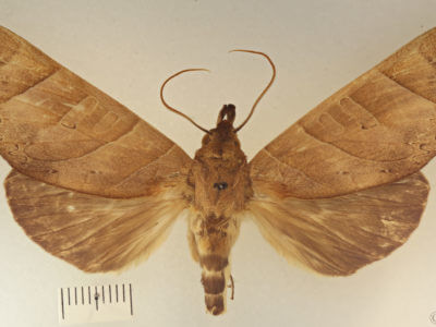 dorsal view of adult Hapigia obliqua