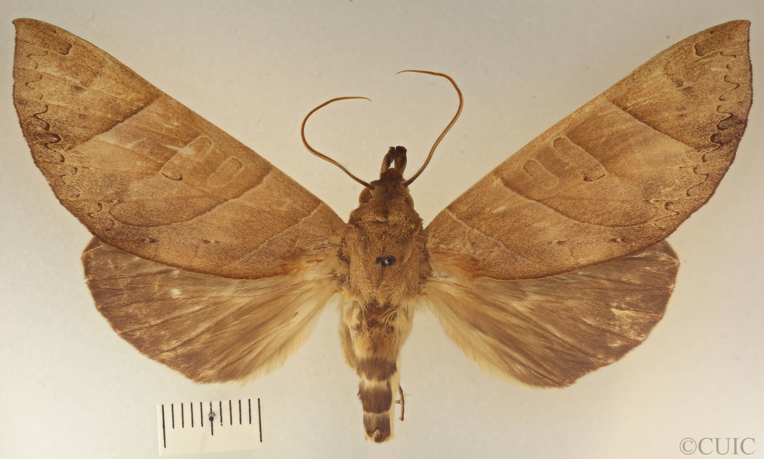 dorsal view of adult Hapigia obliqua