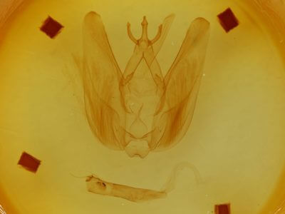 genitalia view of adult Hapigia simplex