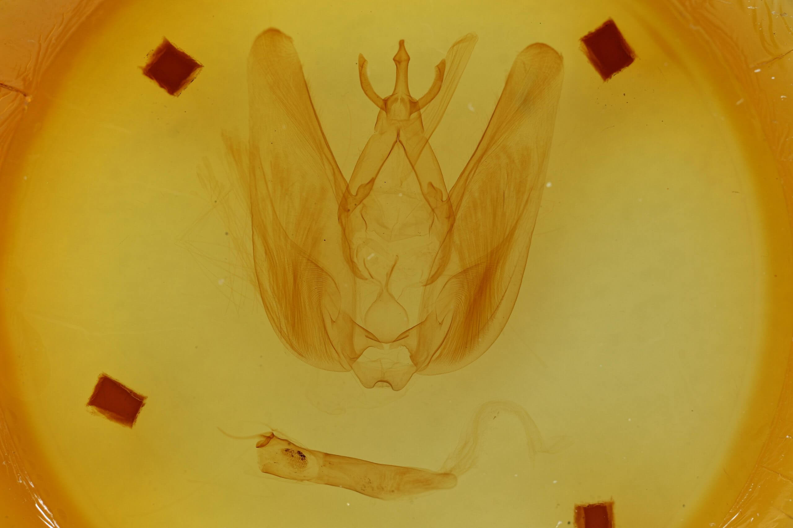 genitalia view of adult Hapigia simplex