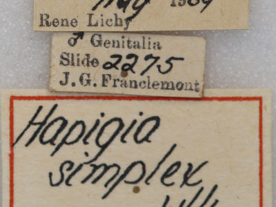 label view of adult Hapigia simplex