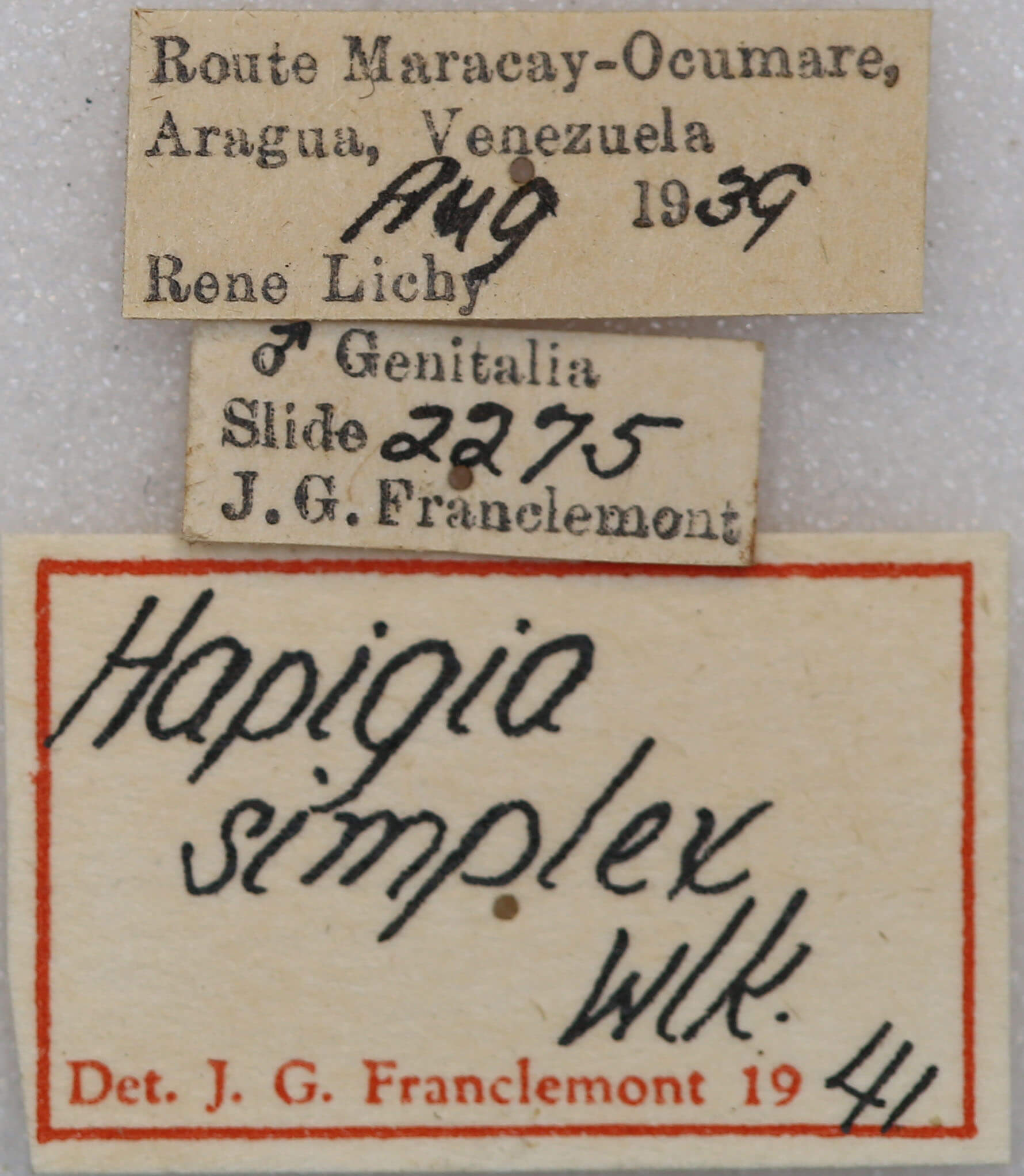label view of adult Hapigia simplex