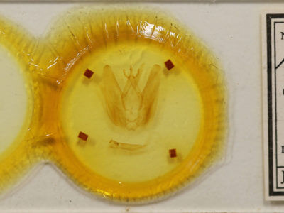 slide view of adult Hapigia simplex