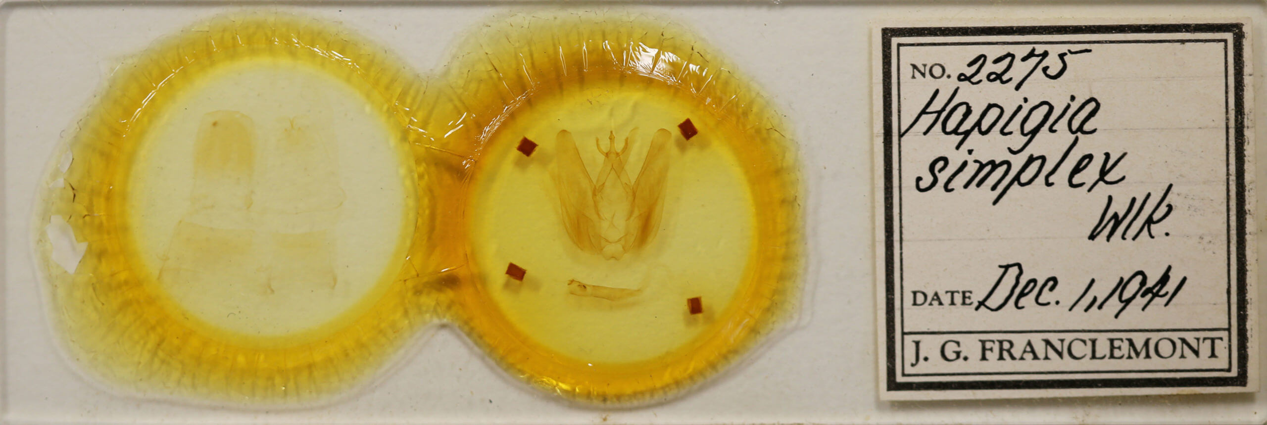 slide view of adult Hapigia simplex