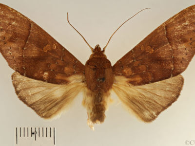 dorsal view of adult Hapigia simplex