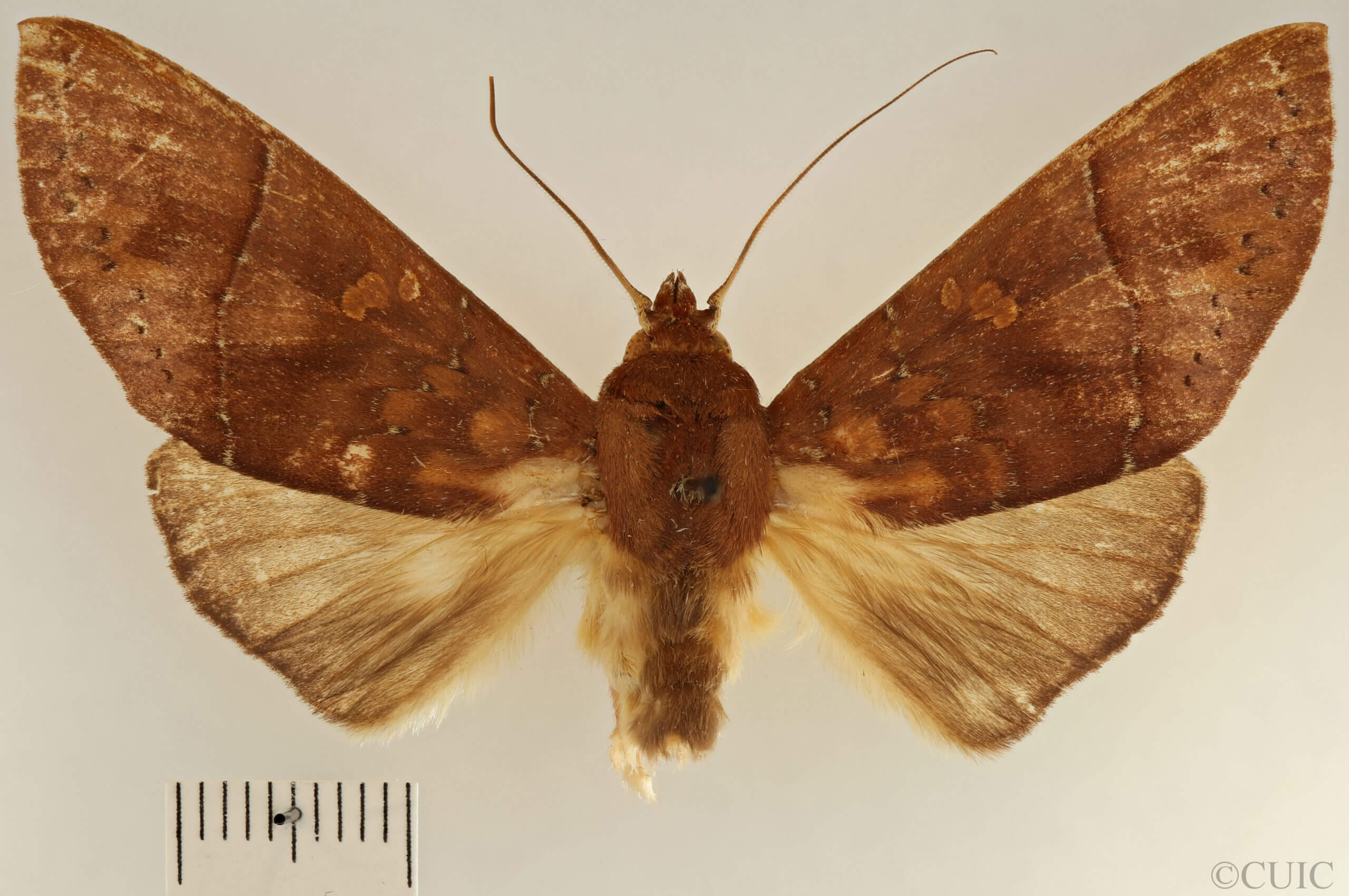 dorsal view of adult Hapigia simplex