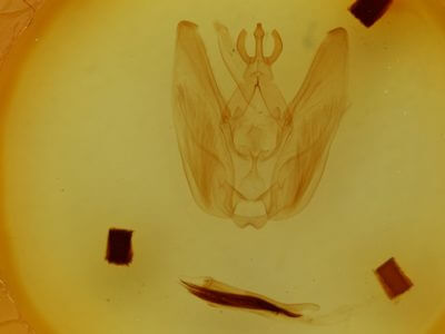 genitalia view of adult Hapigia simplex